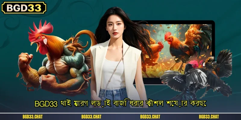 BGD33 থাই মোরগ লড়াই বাজি ধরার কৌশল শেয়ার করছে