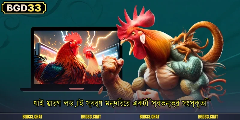 থাই মোরগ লড়াই: BGD33 এ মোরগের বিশেষ বৈশিষ্ট্যগুলি দেখুন